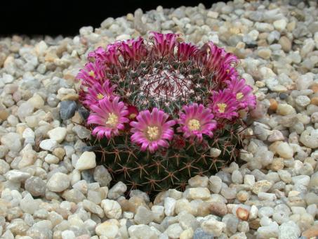Mammillaria neomystax 