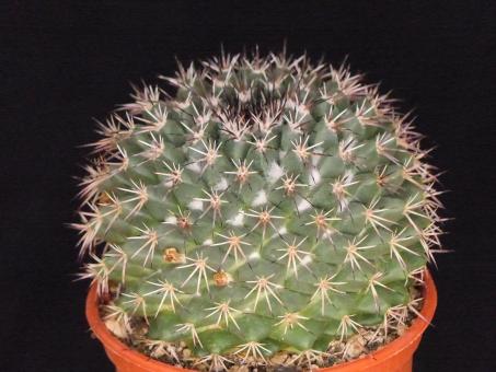 Mammillaria obscura SB10 Fresnillo, Zac, MEX 