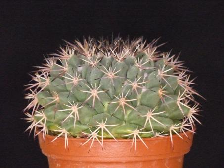 Mammillaria obscura SB5 