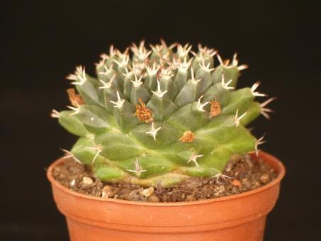 Mammillaria pacifica 