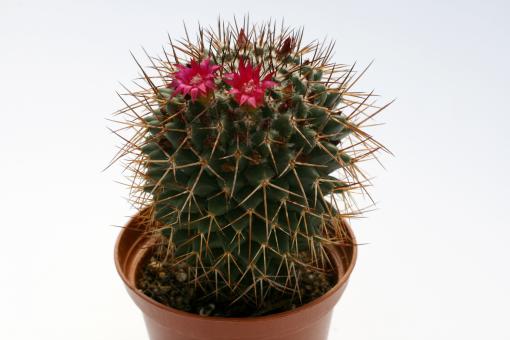 Mammillaria phaeacantha n. n. FO-058 Ixmiquilpan, Hgo, MEX 