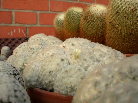 Mammillaria plumosa 