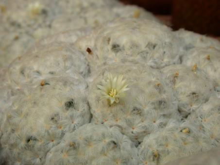 Mammillaria plumosa 