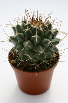 Mammillaria polythele 