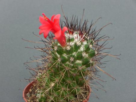 Mammillaria pondii 