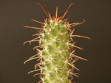 Mammillaria poselgeri 