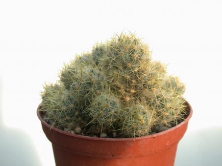 Mammillaria prolifera Iraan, TX, USA 