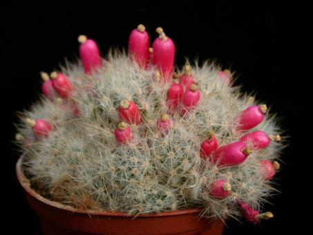 Mammillaria prolifera v. haitiensis Cuba 