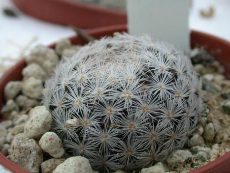 Mammillaria roseocentra 
