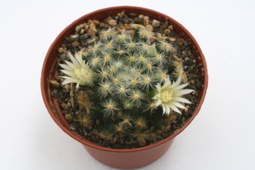 Mammillaria schiedeana 