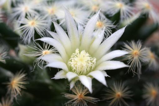 Mammillaria schiedeana 