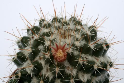 Mammillaria scrippsiana 
