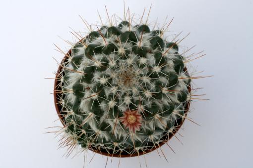 Mammillaria scrippsiana 
