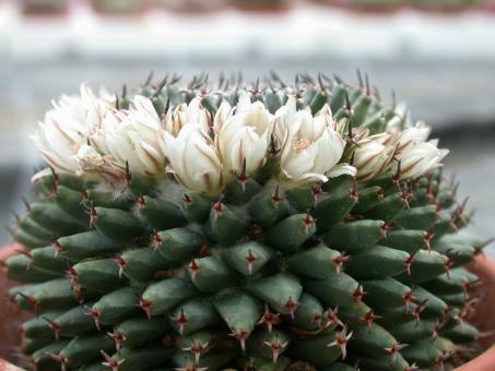 Mammillaria sempervivi 