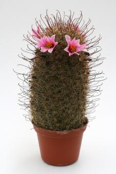 Mammillaria sheldonii % 