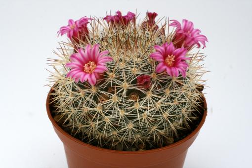 Mammillaria sinforoensis PN566 Jose Vallecitos, CHI 