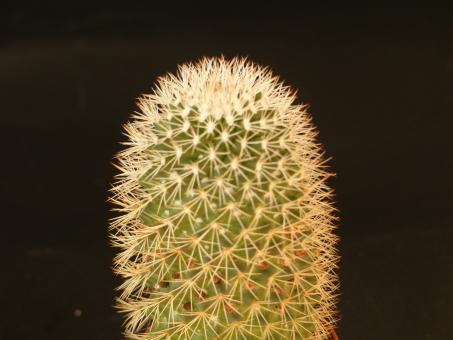 Mammillaria spinosissima cv. albispina 