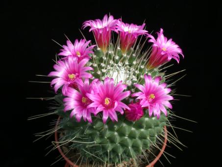 Mammillaria spinosissima Un Pico 