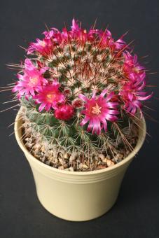 Mammillaria standleyi 