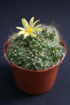 Mammillaria surculosa % 