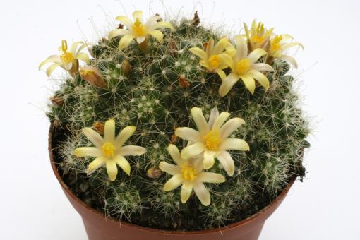 Mammillaria surculosa % 