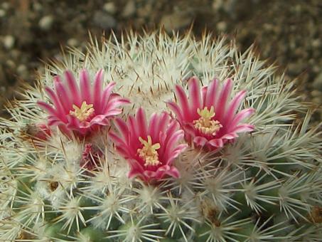 Mammillaria tayloriorum San Pedro Nolasco Island 