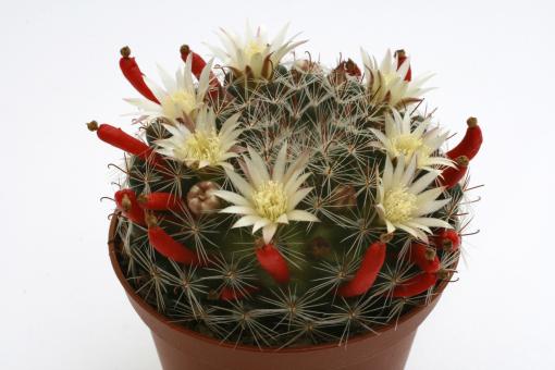 Mammillaria tezontle 