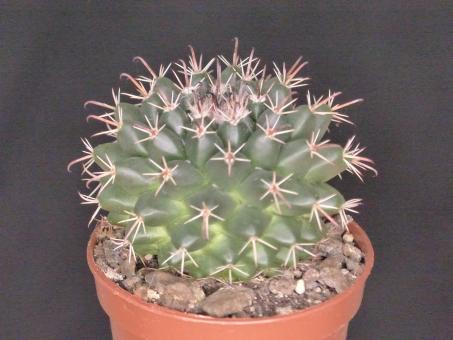 Mammillaria uncinata SB316 La Blanca, Zac, MEX 