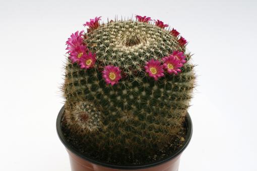 Mammillaria varieaculeata 