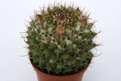 Mammillaria voburnensis 