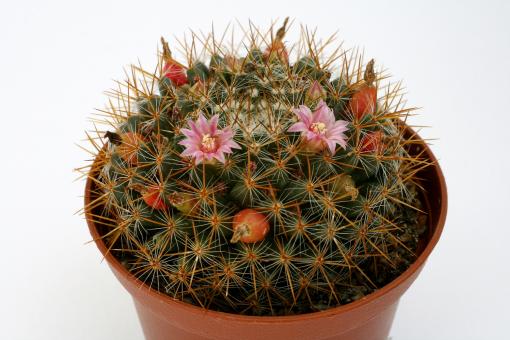 Mammillaria wiesingeri Zacualtepan, Hgo, MEX 