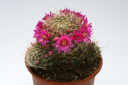 Mammillaria zeilmanniana $ 