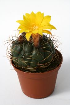 Matucana aureiflora 