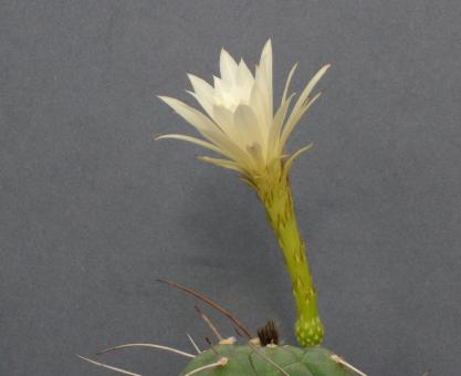 Matucana madisoniorum f. albiflora % 