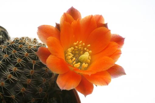 Mediolobivia pygmaea RH3178 