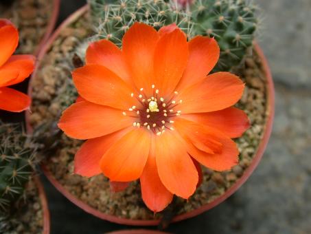 Mediolobivia steinmannii P515 Cuesta Tocero, Jujuy, ARG 