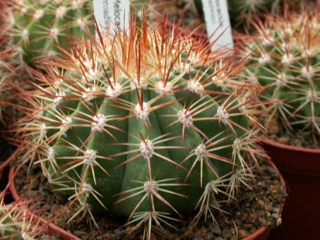 Melocactus broadwayi 