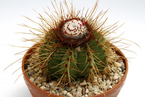 Melocactus ernestii 