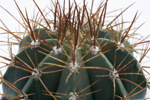 Melocactus ernestii 