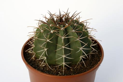 Melocactus glaucescens § 