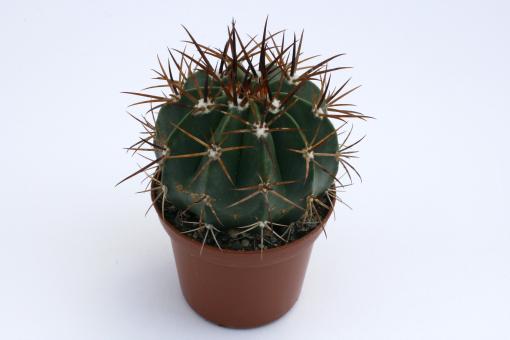 Melocactus zehntneri 