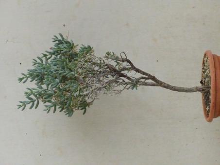 Mestoklema arboriforme Hammanskraal, RSA 