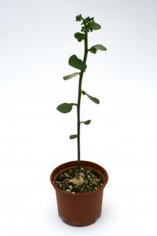Monadenium invenustum v. angustum 