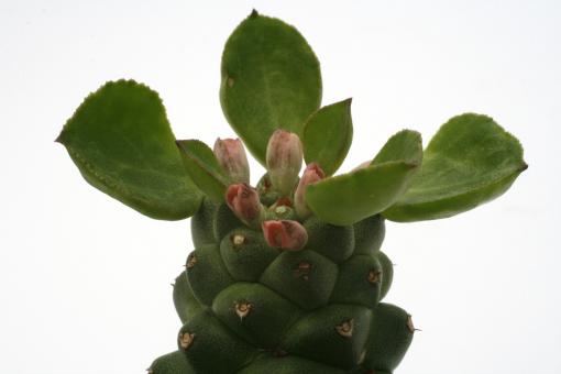 Monadenium ritchiei % 