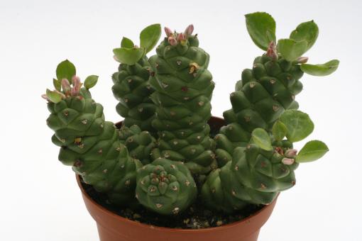 Monadenium ritchiei % 