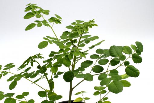 Moringa oleifera Y. 