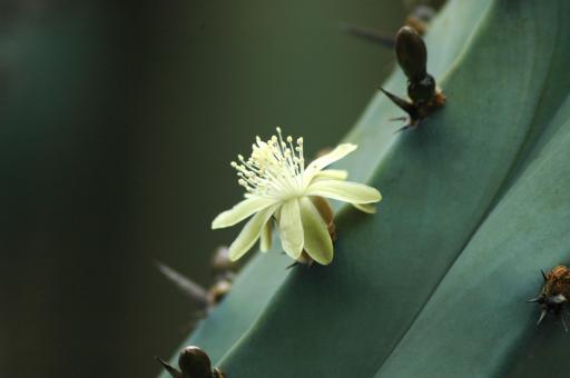 Myrtillocactus geometrizans es. % 