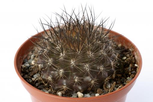 Neochilenia crispa 