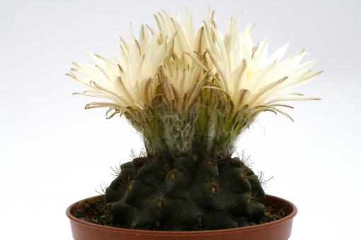 Neochilenia pilispina 
