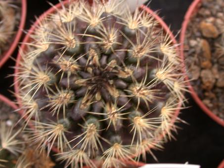 Neoporteria atrispinosa KK42 Huasco, Chile, 20-100m 